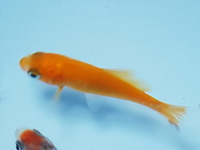 Bubulle 10 Bubulle 10