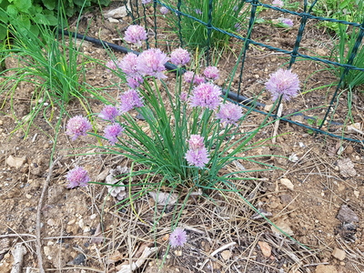La ciboulette La ciboulette