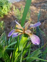 Belle et discrète Belle et discrète