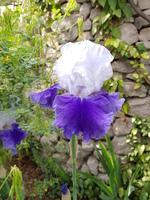 Violette et blanc Violette et blanc