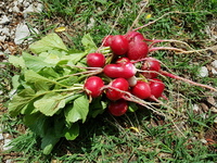 récolte décevante récolte décevante